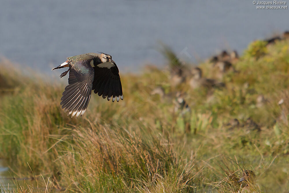 Northern Lapwingadult post breeding, Flight