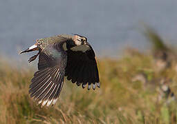 Northern Lapwing