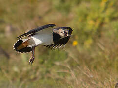 Northern Lapwing