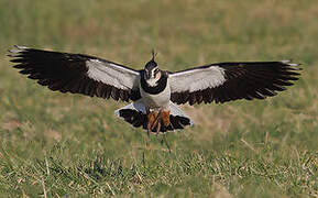 Northern Lapwing