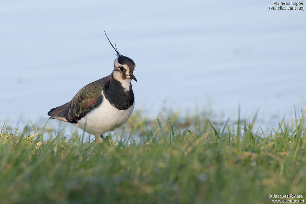 Northern Lapwingadult breeding, walking