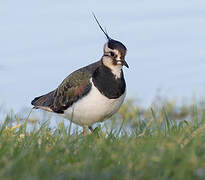 Northern Lapwing