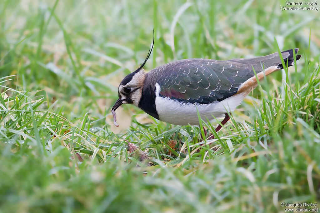 Vanneau huppéadulte, identification, mange