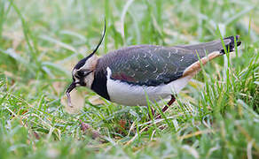 Northern Lapwing