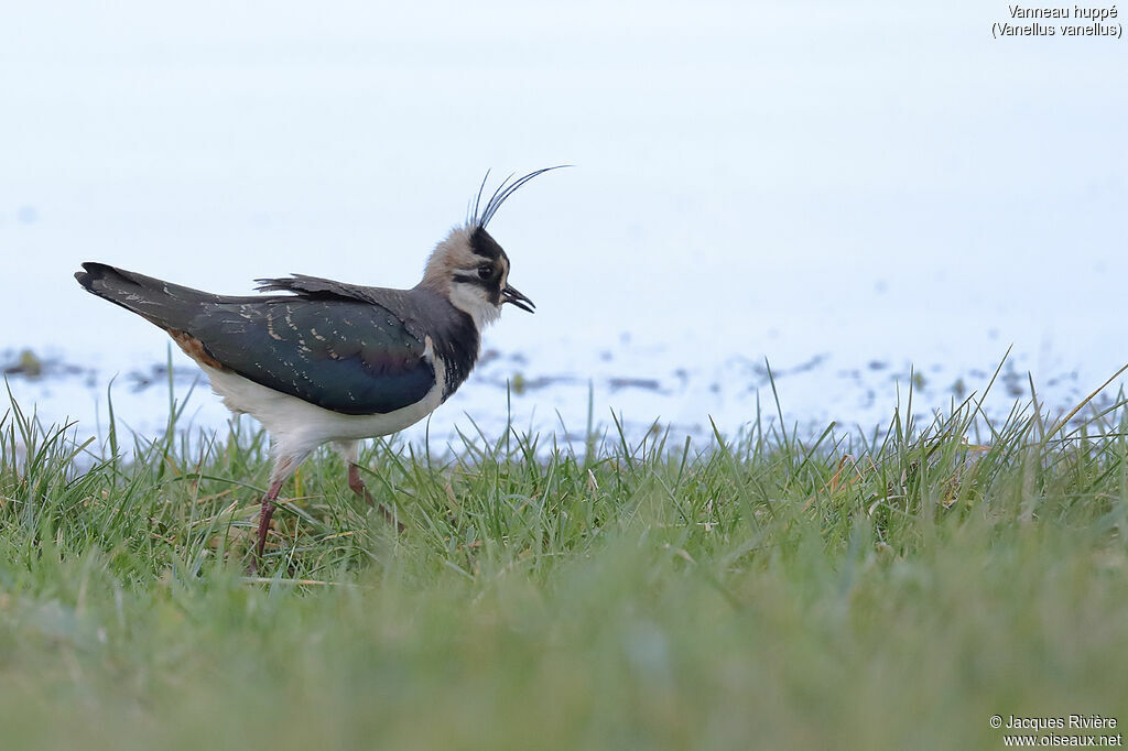 Northern Lapwingadult breeding, identification