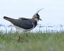 Northern Lapwing