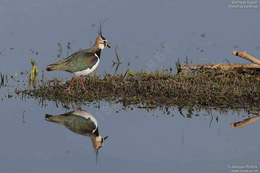 Northern Lapwingadult breeding, identification