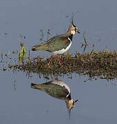 Northern Lapwing