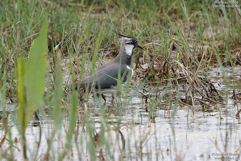 Vanneau huppéadulte nuptial, identification