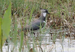 Northern Lapwing