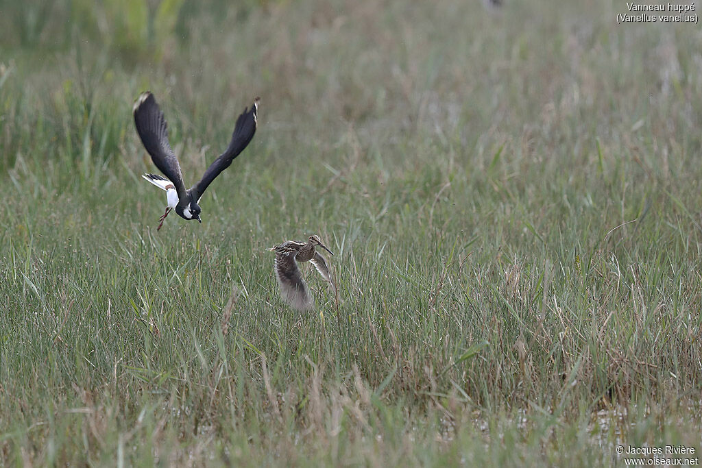 Northern Lapwingadult breeding, identification, Reproduction-nesting