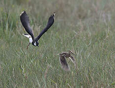 Northern Lapwing