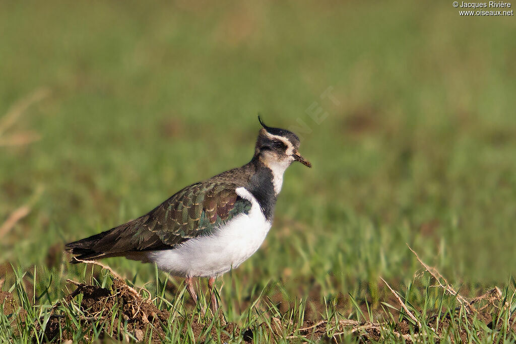 Vanneau huppéimmature