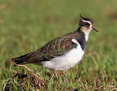 Northern Lapwing