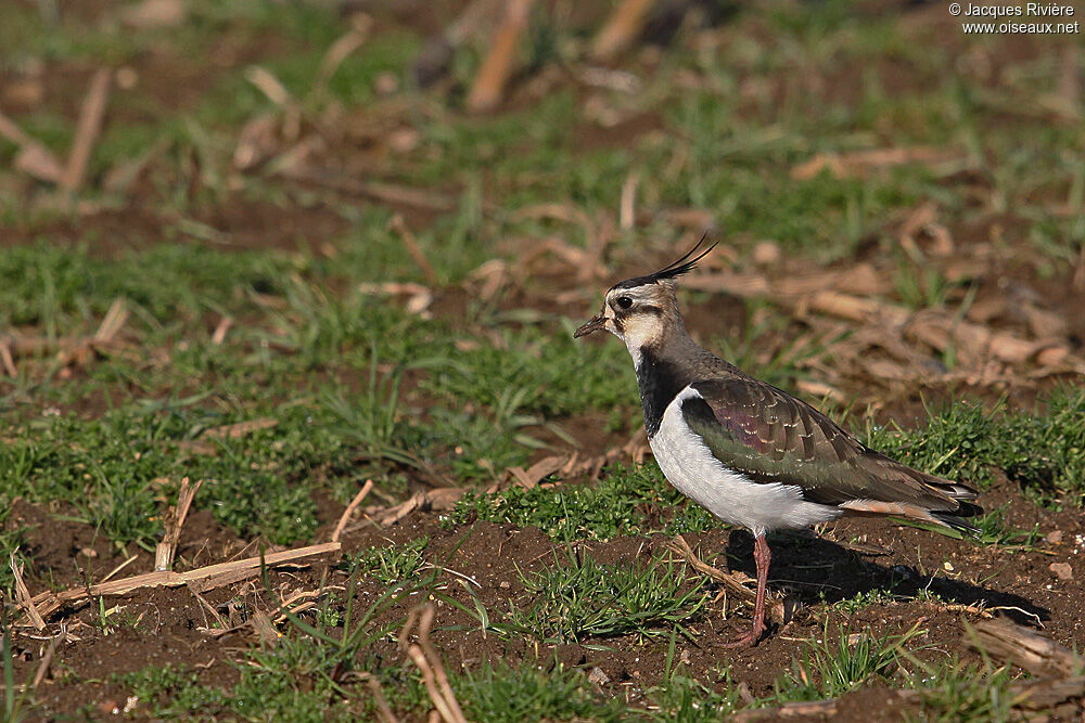 Northern Lapwingadult breeding