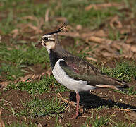 Northern Lapwing