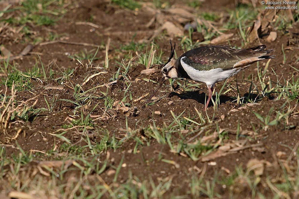 Northern Lapwingadult post breeding