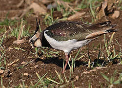 Northern Lapwing