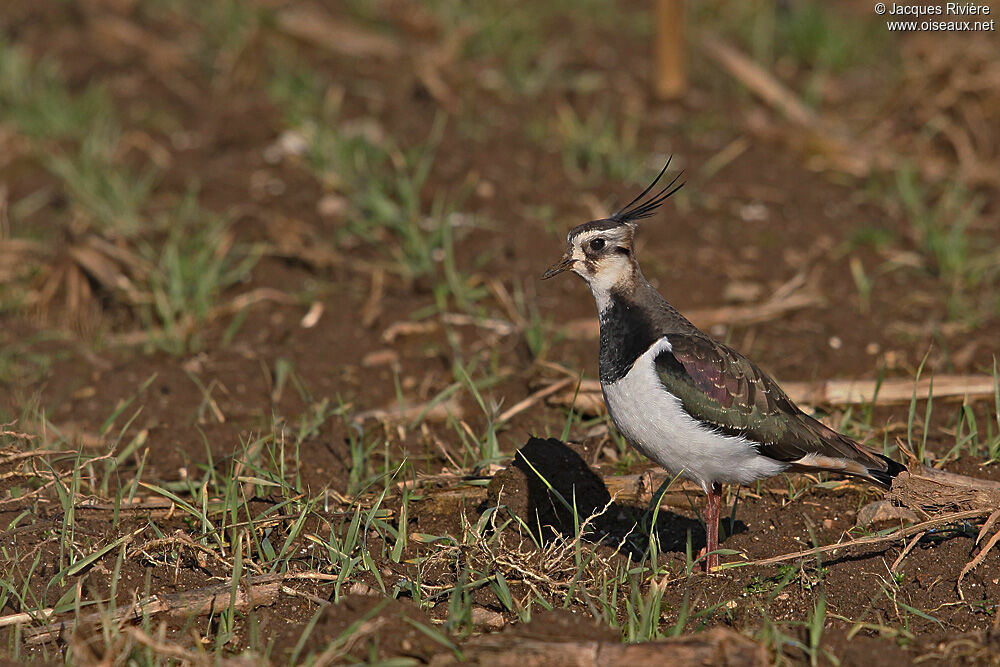 Northern Lapwing male adult post breeding