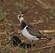 Northern Lapwing