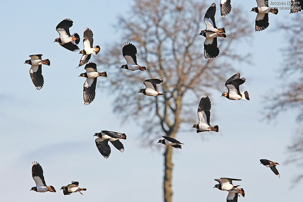 Northern Lapwingadult post breeding, Flight