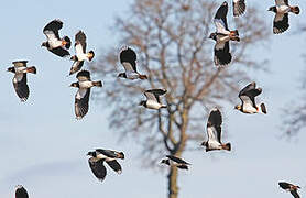 Northern Lapwing