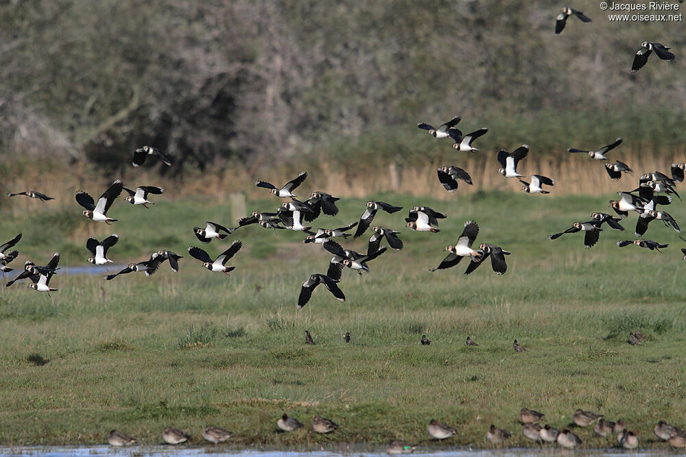 Northern Lapwingadult post breeding, Flight