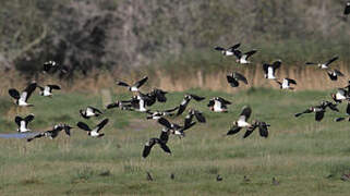 Northern Lapwing