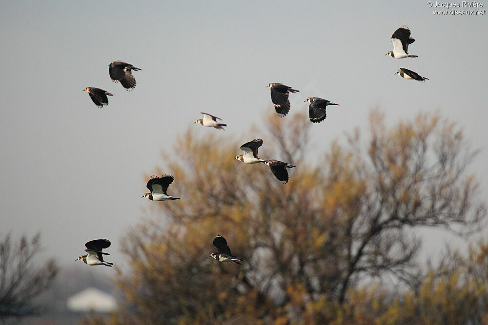 Northern Lapwingadult post breeding, Flight