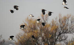 Northern Lapwing