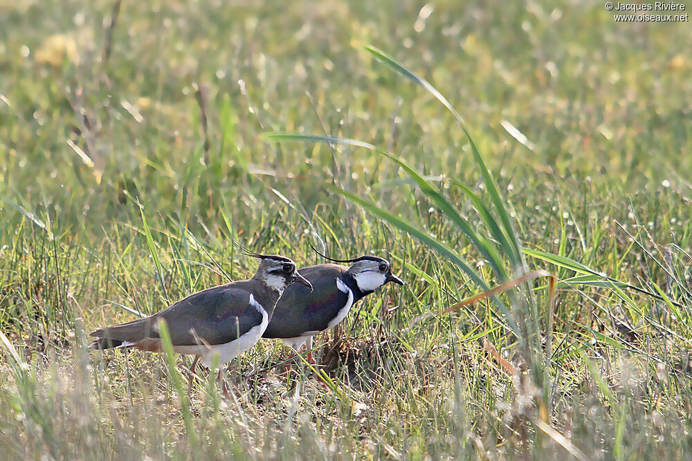 Northern Lapwing adult breeding