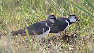 Northern Lapwing