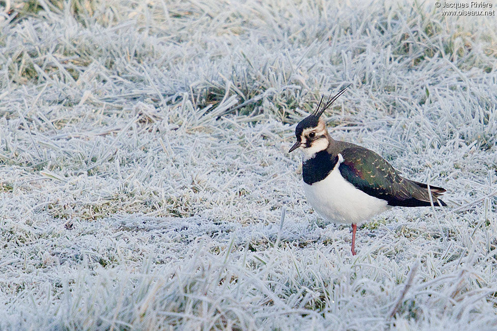 Northern Lapwingadult post breeding