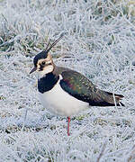 Northern Lapwing