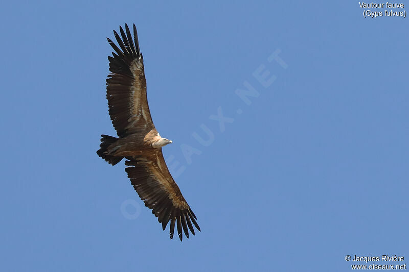 Griffon Vultureadult breeding, Flight