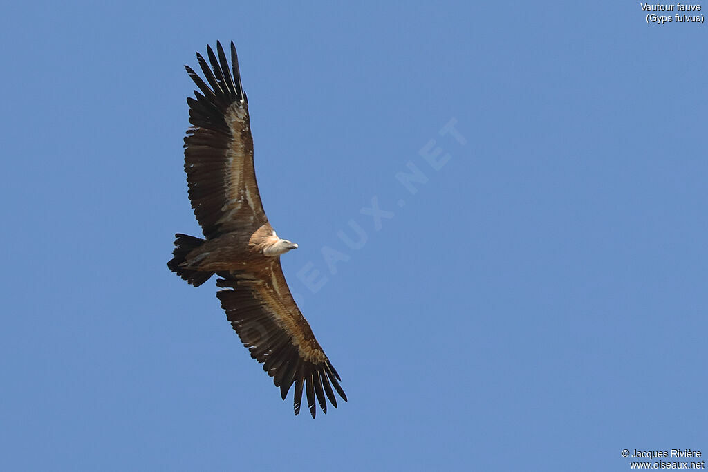 Griffon Vultureadult breeding, Flight