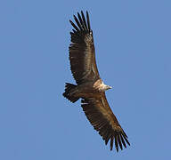 Griffon Vulture