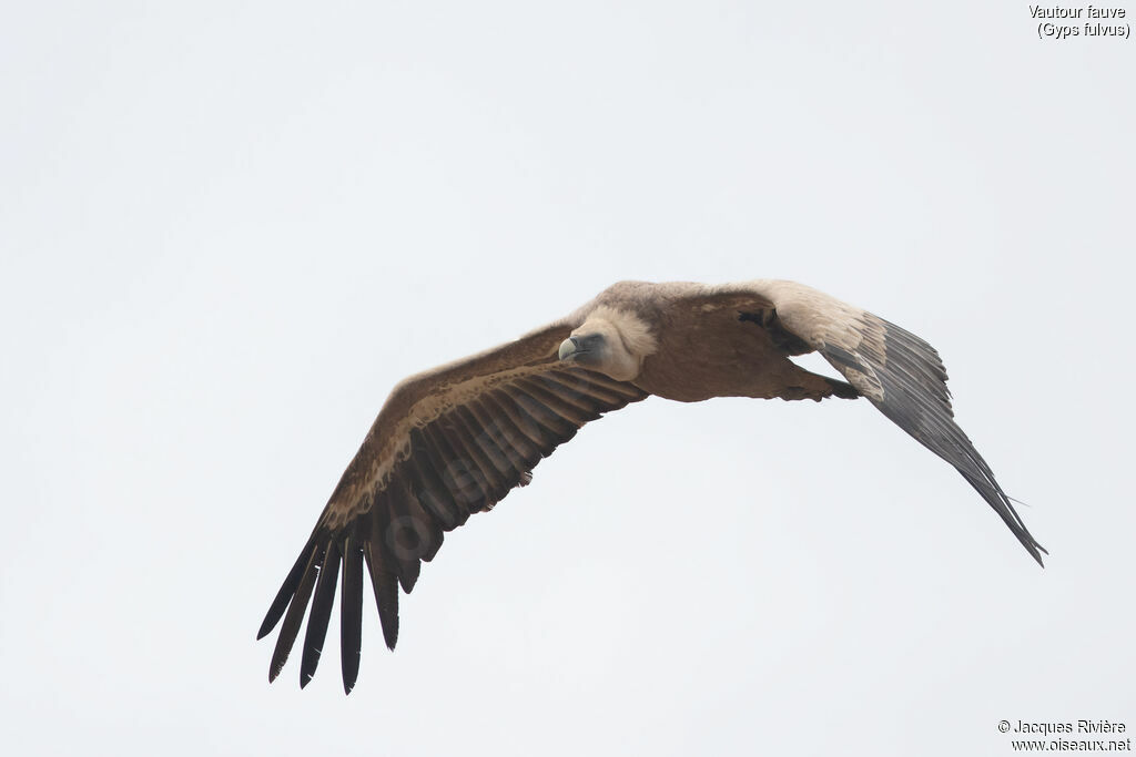 Vautour fauve