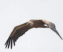 Vautour fauve
