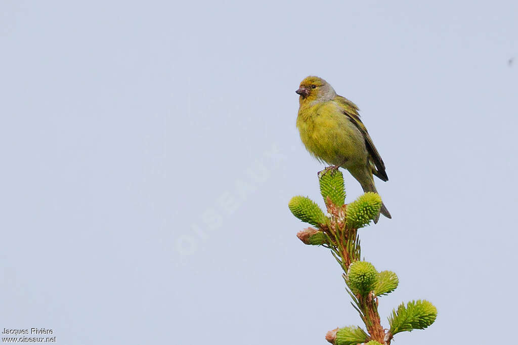 Citril Finch male adult breeding, habitat, pigmentation, Behaviour