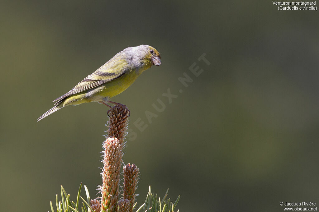 Citril Finchadult breeding, identification