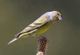 Citril Finch