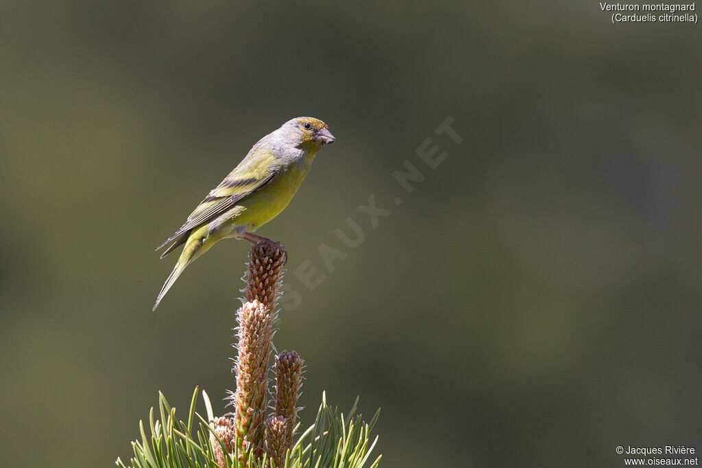 Citril Finchadult breeding, identification