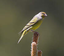 Citril Finch