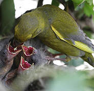 European Greenfinch