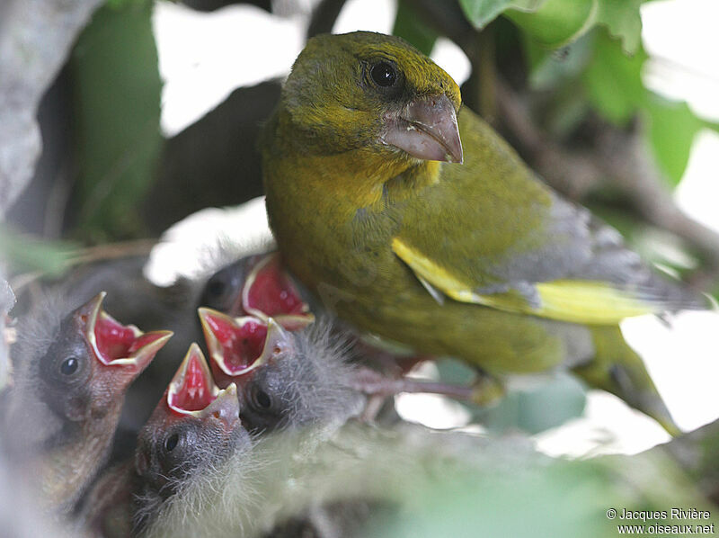 European Greenfinch male adult breeding, Reproduction-nesting