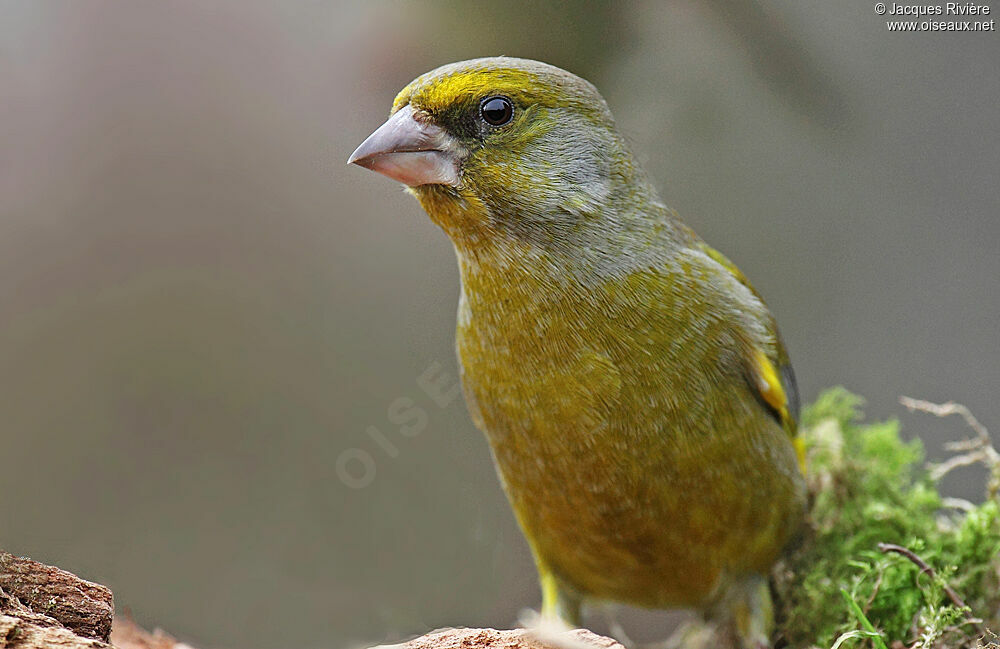 European Greenfinch male adult breeding