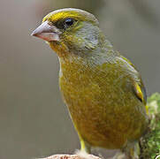 European Greenfinch