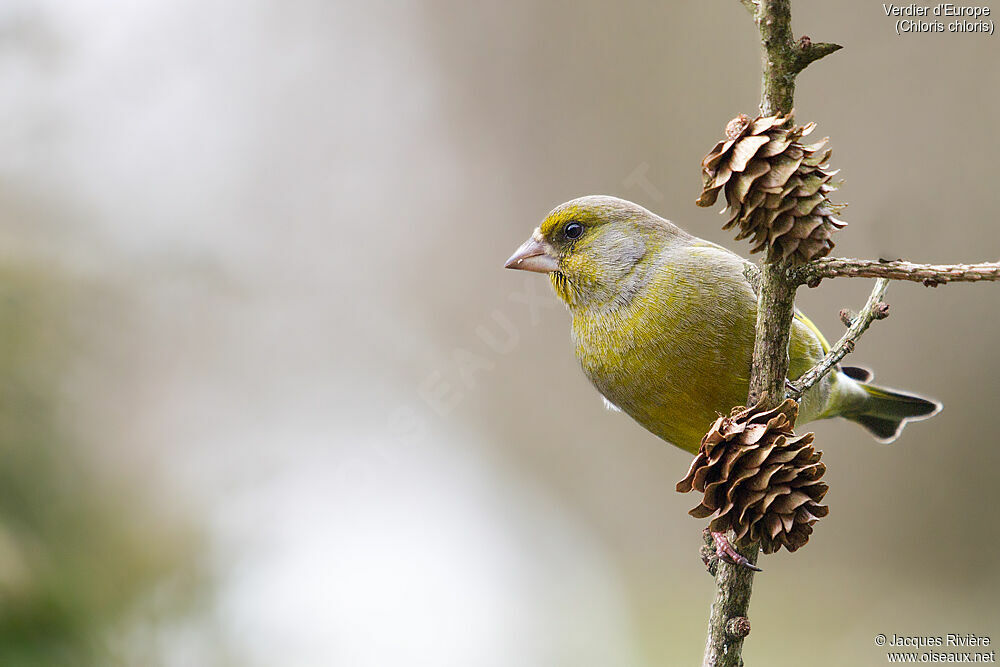 European Greenfinch male adult breeding, identification