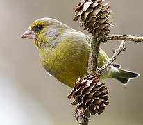 European Greenfinch